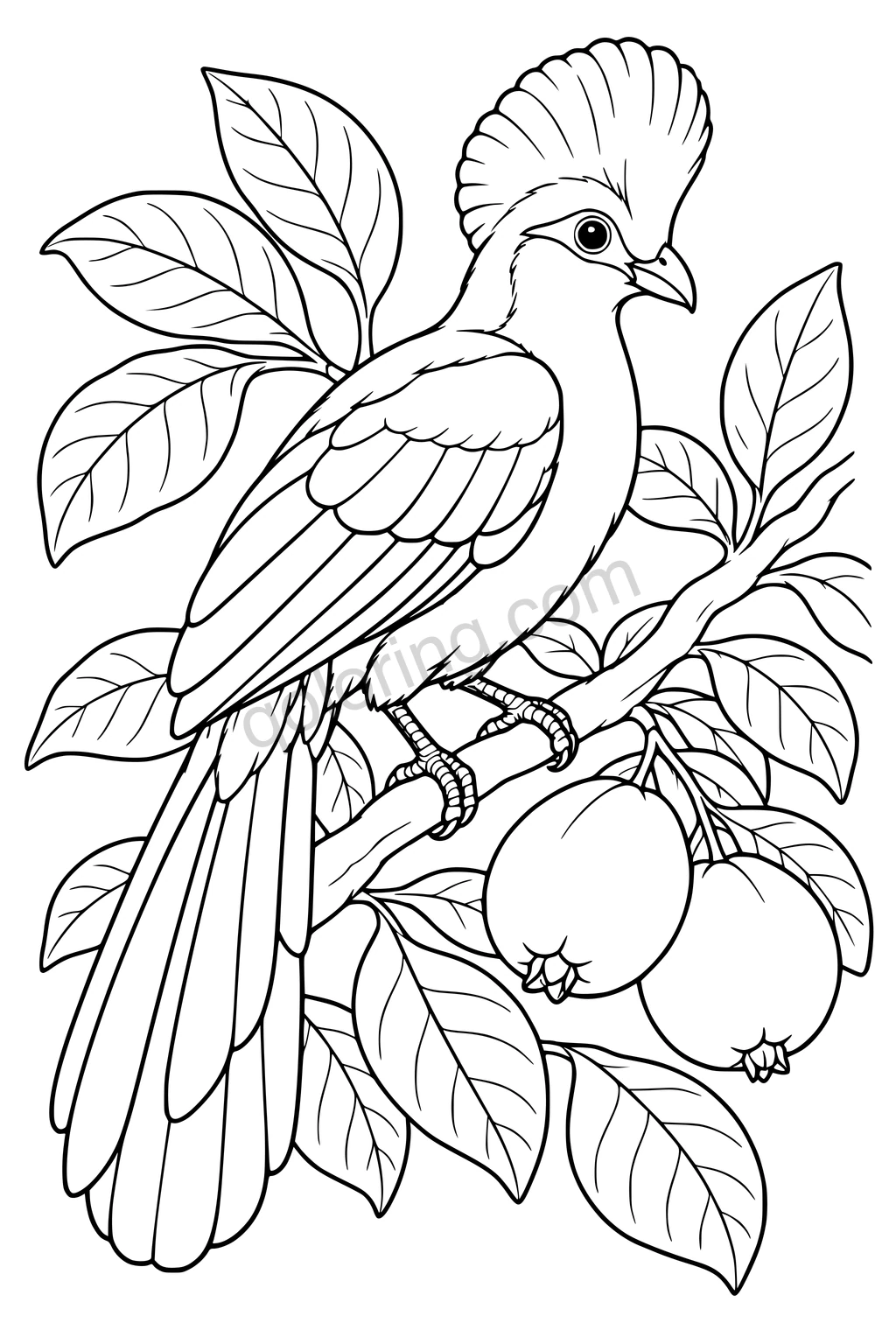 Black outline drawing of a turaco in a guava tree.