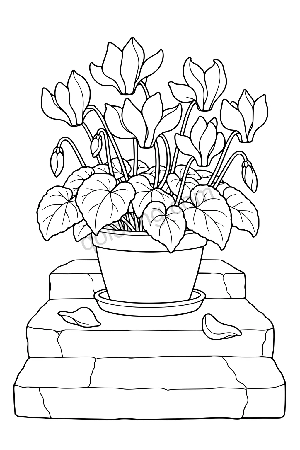 Black outline drawing of potted cyclamen on broad stone steps.