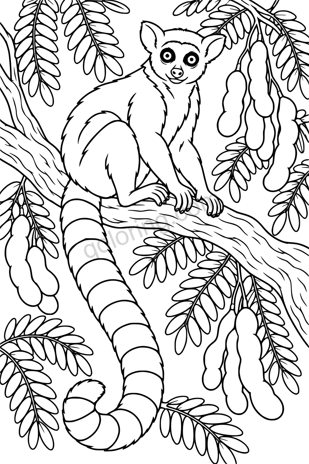 A ring-tailed lemur sits on a branch among tamarind leaves and pods, with a long curled striped tail.