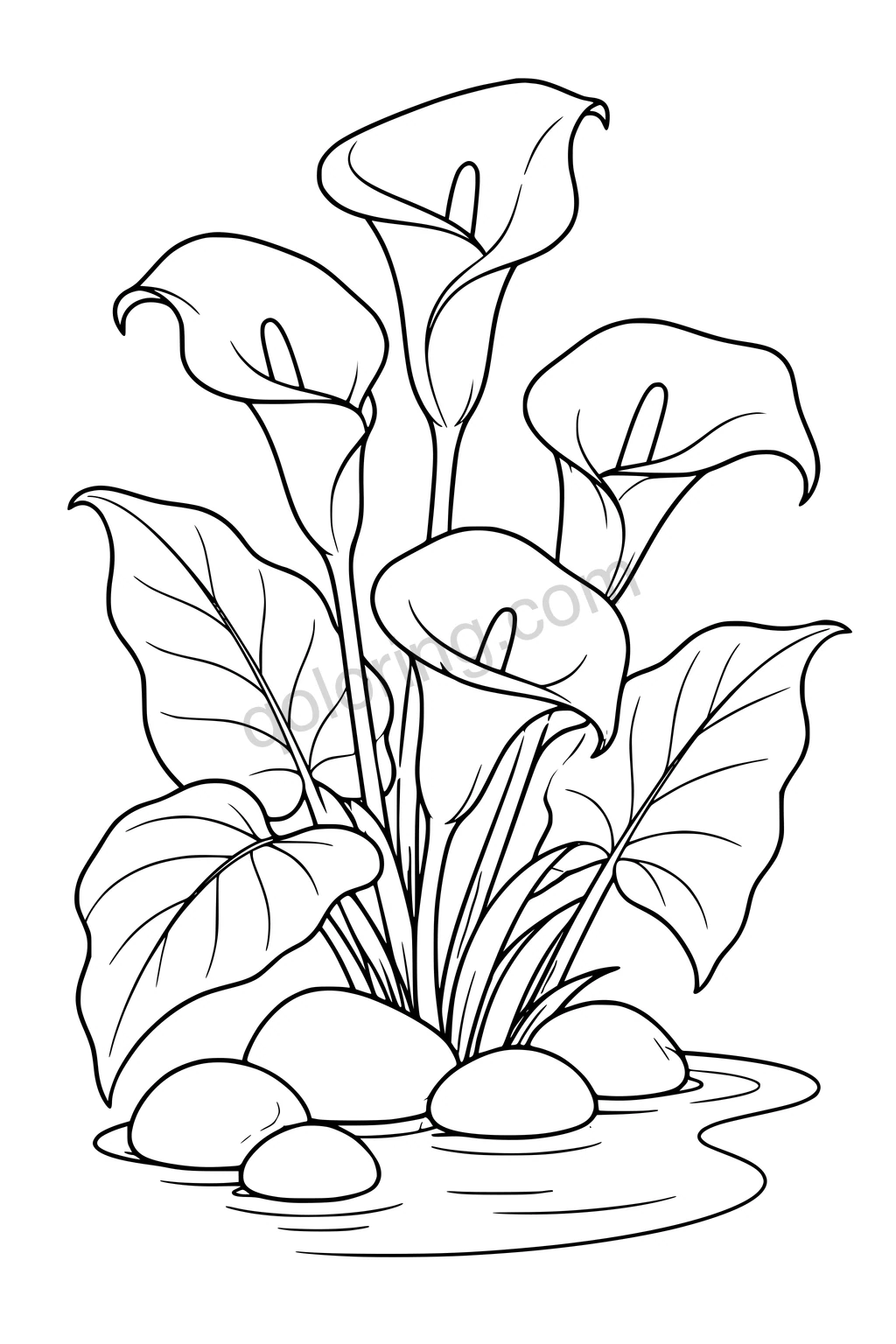 Black outline drawing of calla lilies with broad leaves and round pond stones.