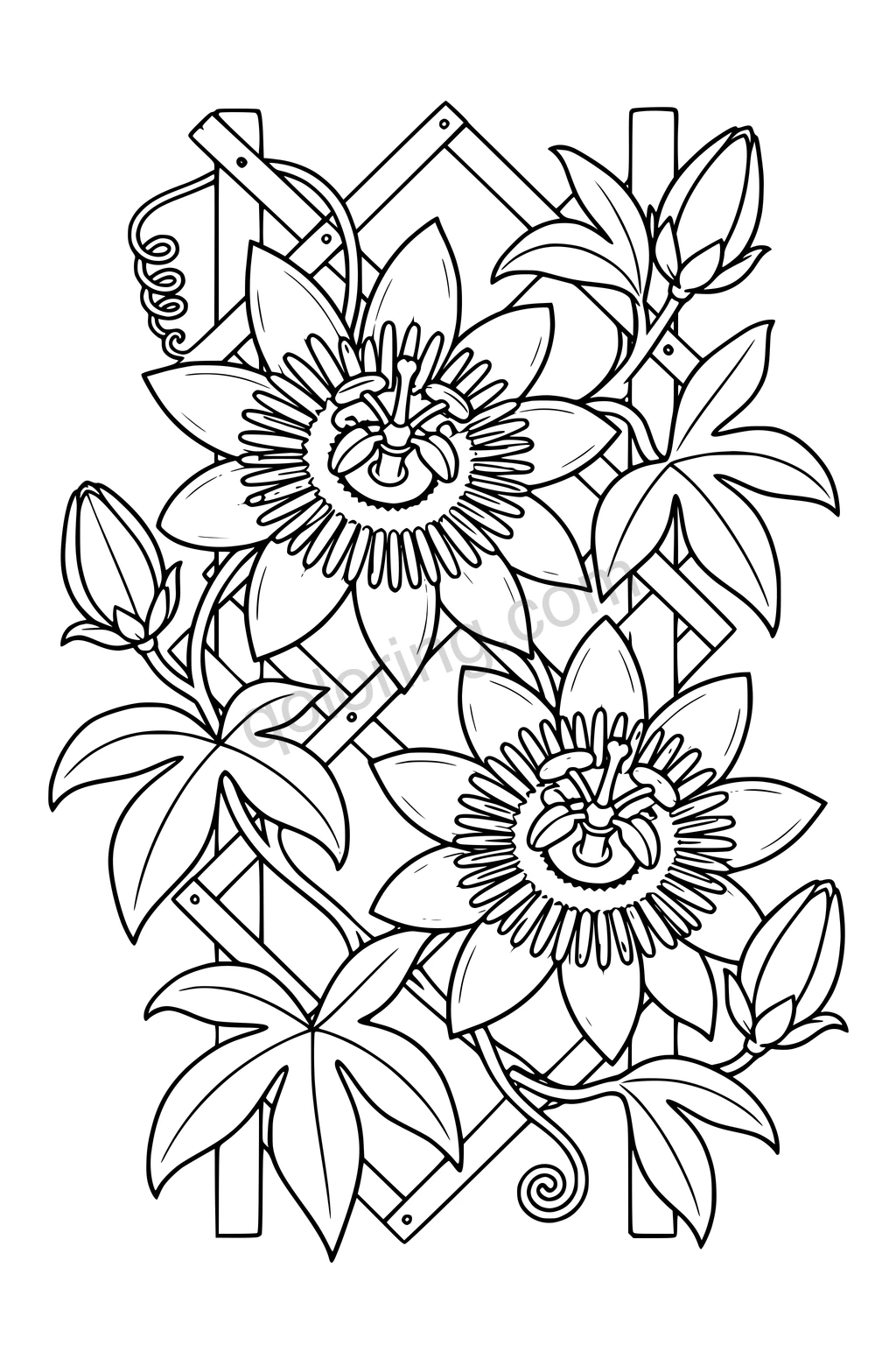 Black outline drawing of two passionflowers and broad leaves climbing a garden trellis.