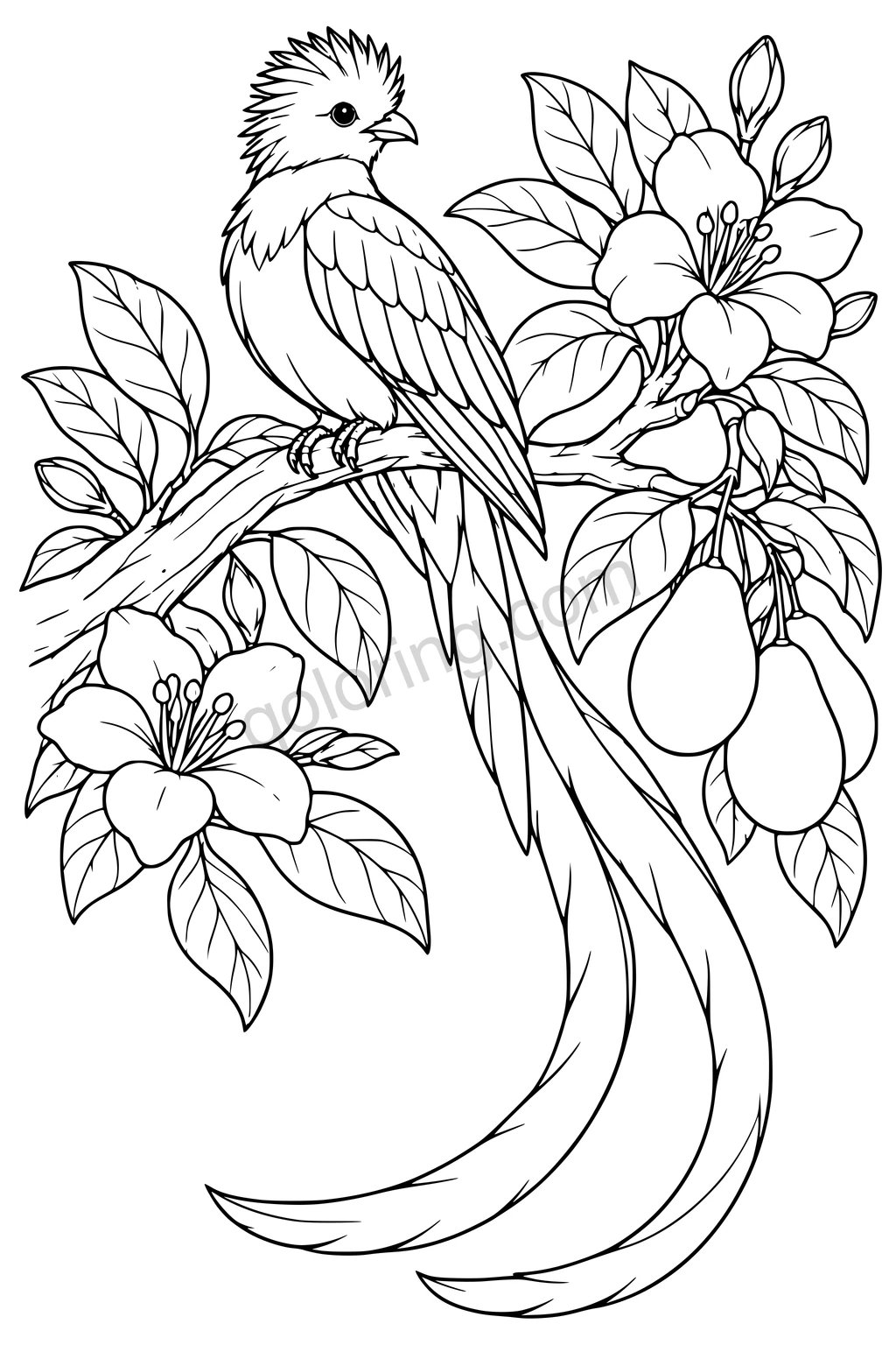 Black outline drawing of a quetzal on a flowering fruit branch.