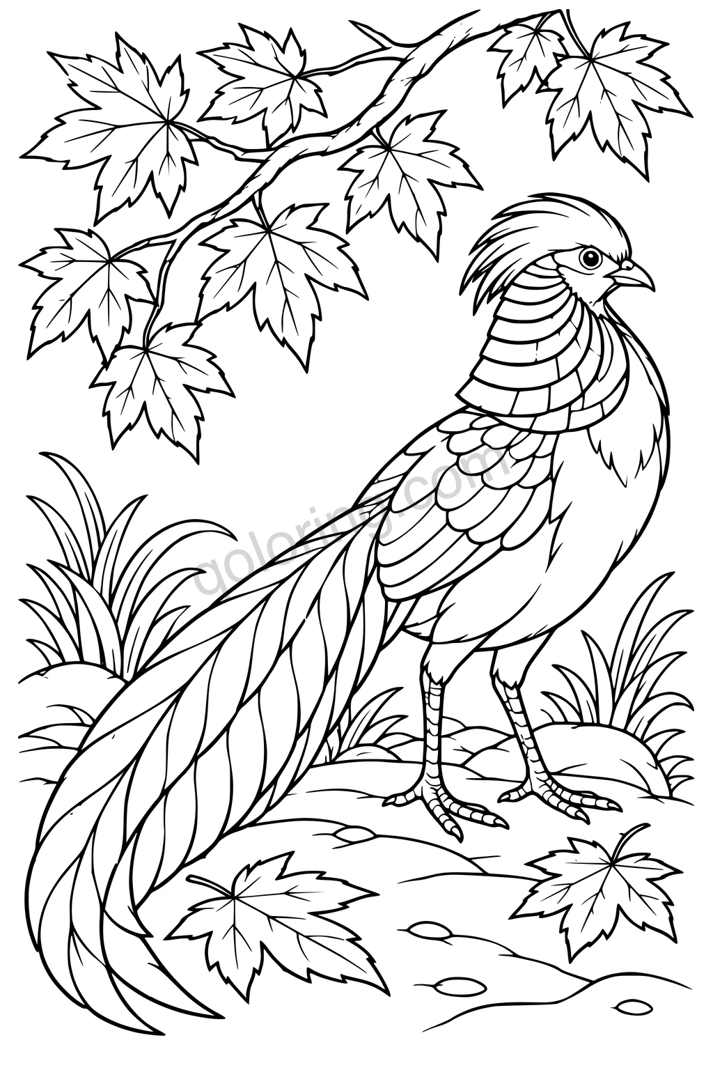 Black outline drawing of a golden pheasant beneath maple leaves.